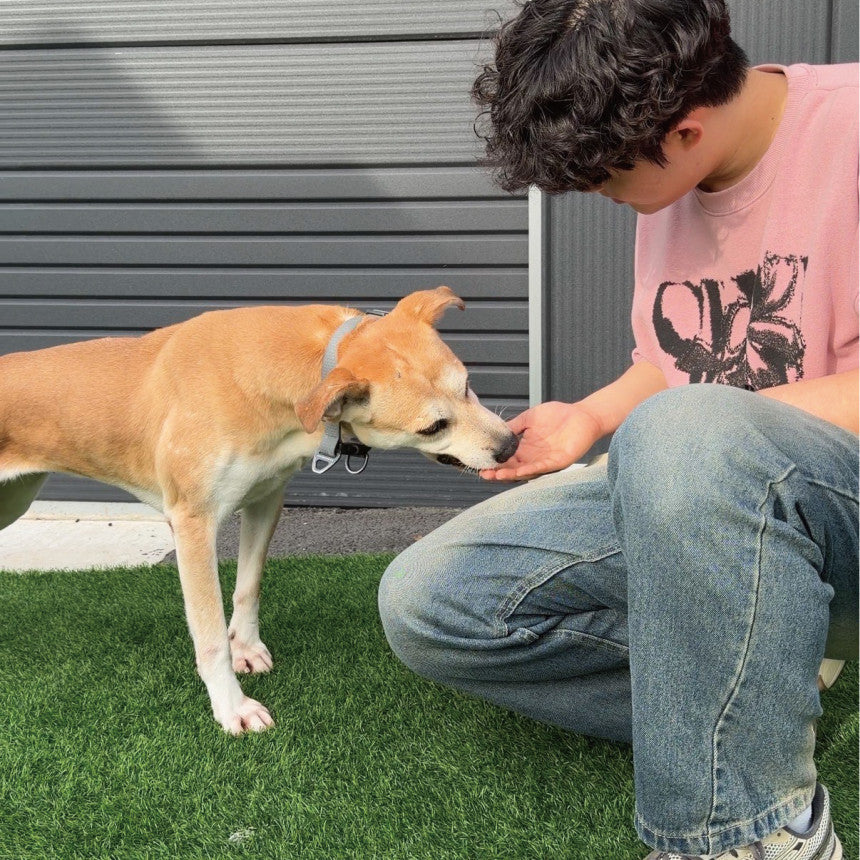 October Story: Volunteering at ARK Shelter