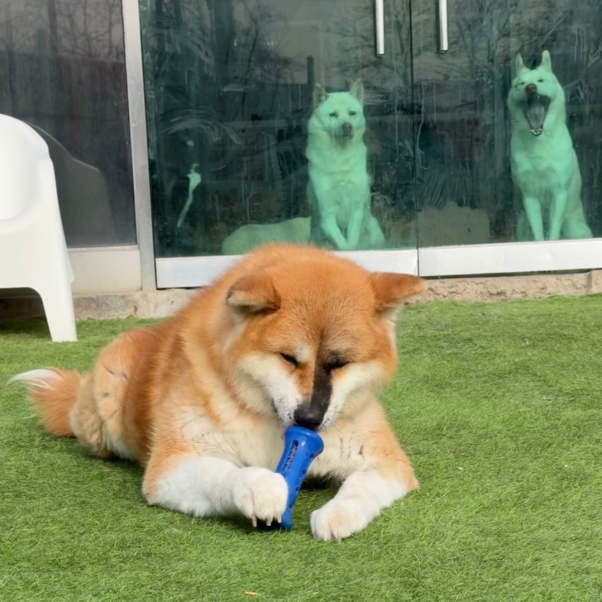 February Story: Volunteering at Adoption Cafe