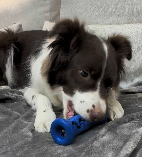 [Starter Kit] Booster + Dental Chews Banana for Medium Dogs