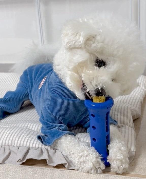 [Starter Kit] Booster + Dental Chews Berry for Medium Dogs