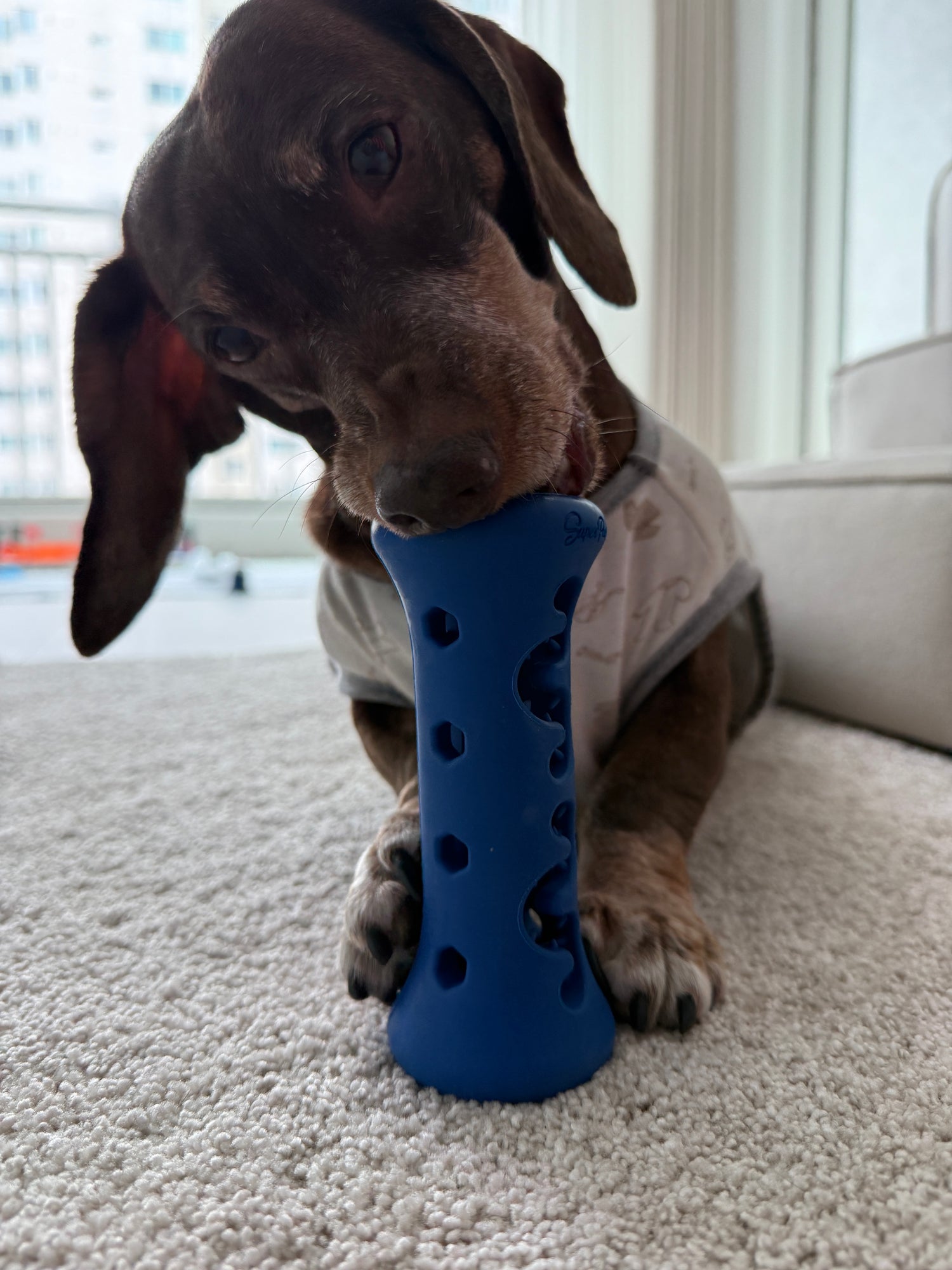 [Starter Kit] Booster + Dental Chews Seaweed for Small Dogs