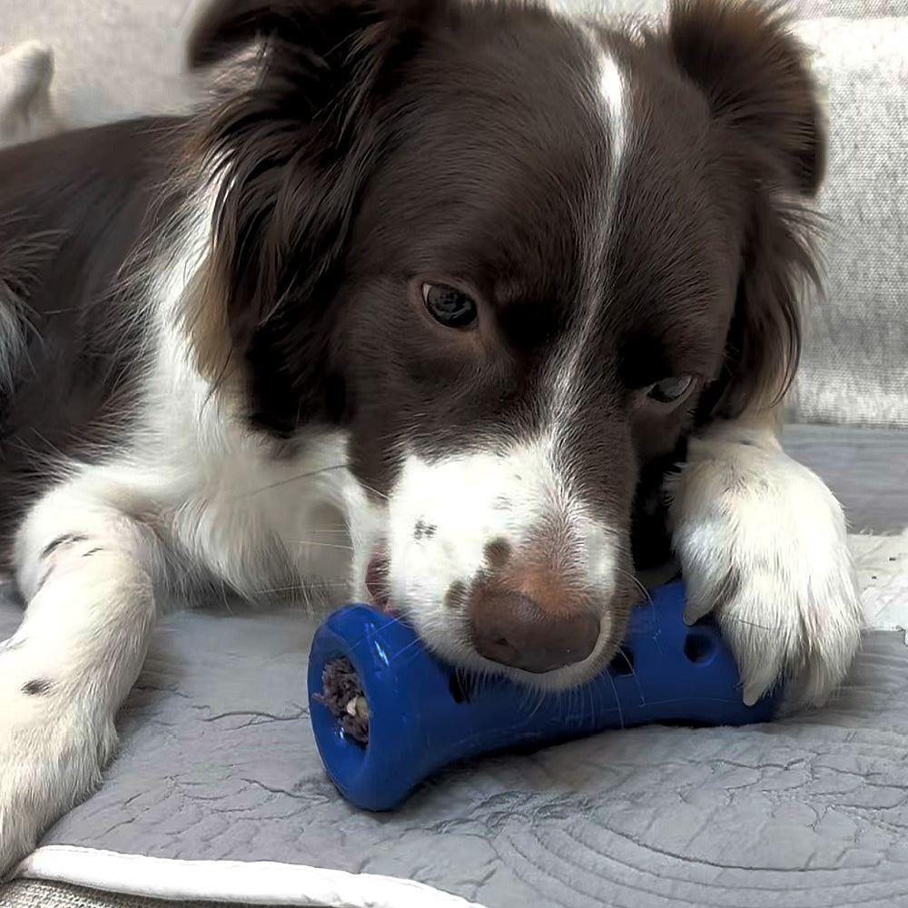 A white dog holding and chewing the blue Dental Chew Booster.